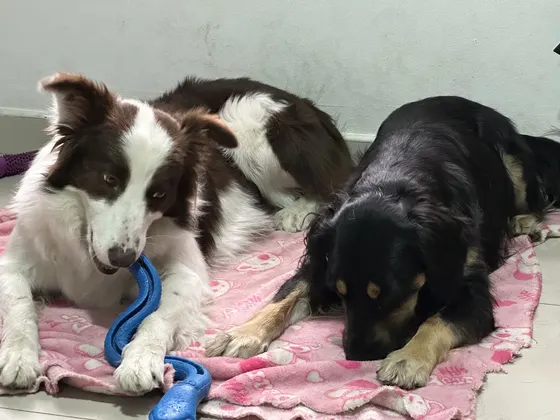 Dos perros descansando